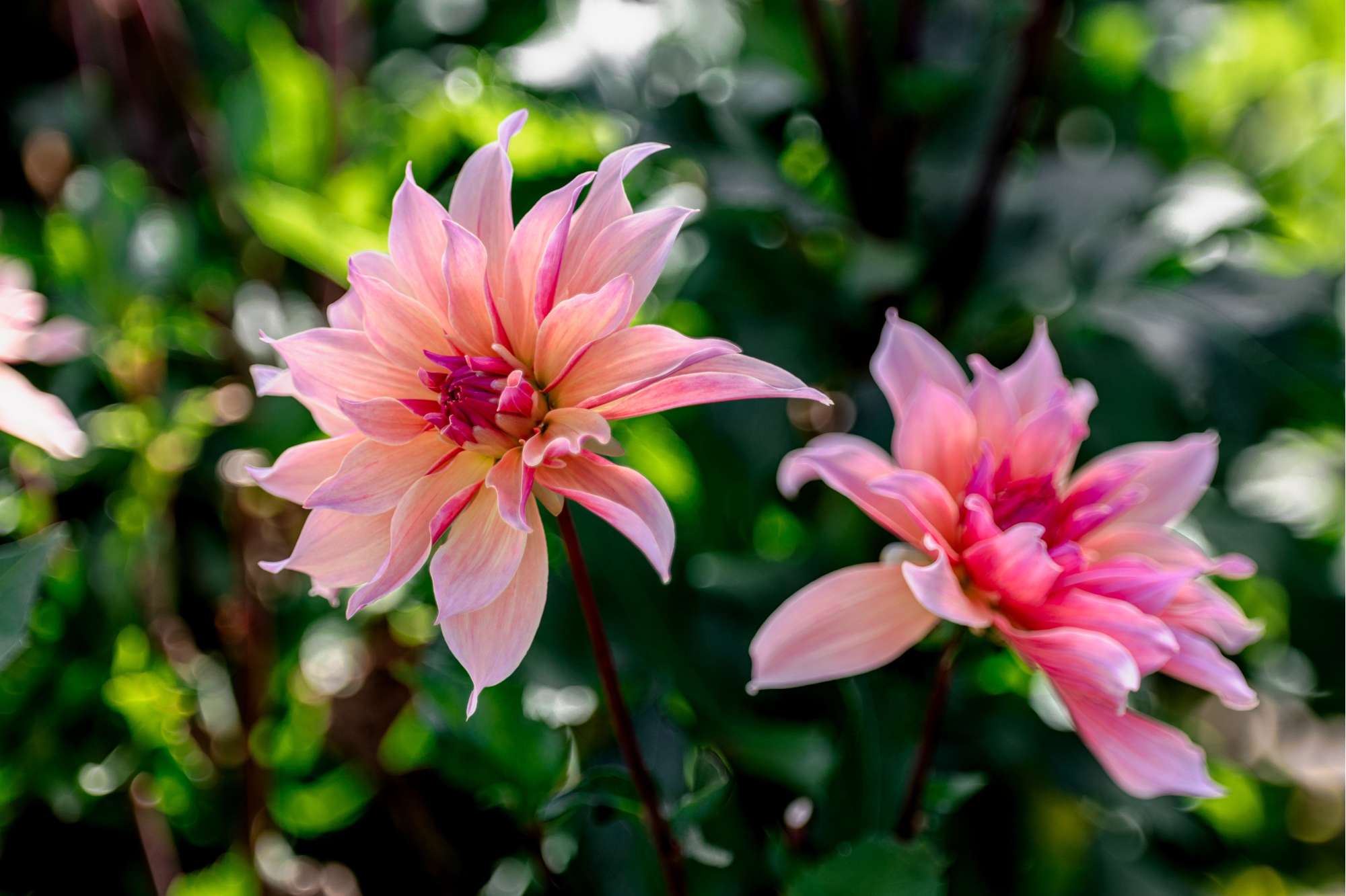 Dahlia 'Labyrinth'